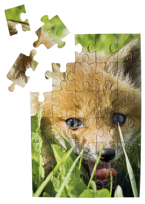 FoxPuzzle.png